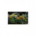Micro asperseur vaporisateur - GARDENA 1371-29