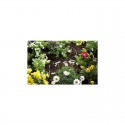 Extension de tuyau à goutteurs intégrés de surface 4,6 mm (3/16") - GARDENA 1362-20