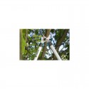 Coupe-branches GARDENA EasyCut 680B 12003-30